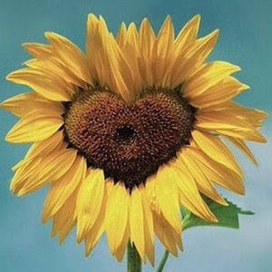 Meet your Posher, Miranda